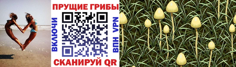 Псилоцибиновые грибы MAGIC MUSHROOMS  Купить закладки  Пермь 